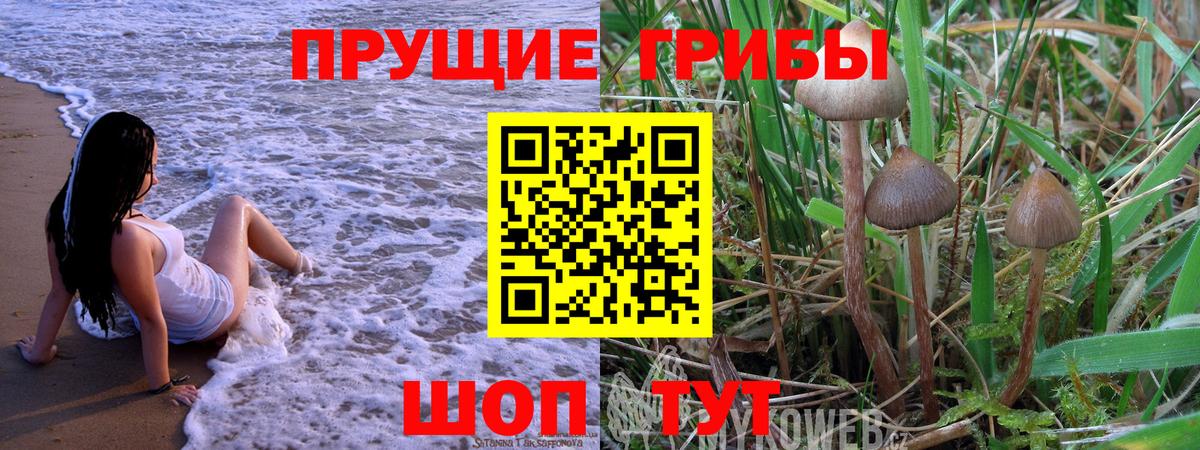 Псилоцибиновые грибы Psilocybine cubensis Старая Купавна